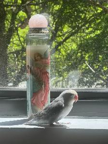 Lovebird   Cage   Food - Photo 2