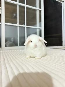 Adorable Holland Lop baby bunnies - Photo 2