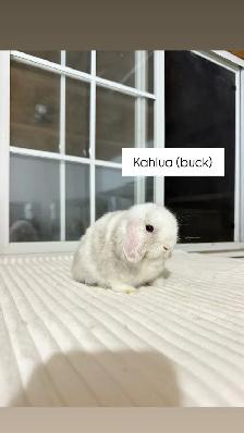 Adorable Holland Lop baby bunnies - Photo 3