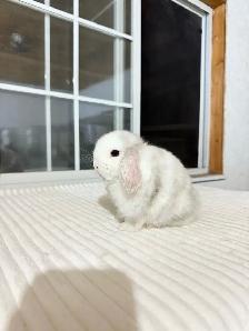 Adorable Holland Lop baby bunnies - Photo 4