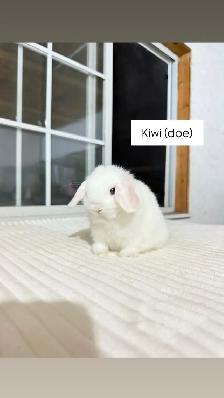 Adorable Holland Lop baby bunnies - Photo 5