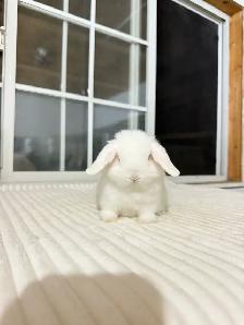 Adorable Holland Lop baby bunnies - Photo 6