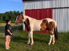 Guilding Paint-Horse - Photo 2