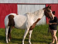 Guilding Paint-Horse - Photo 3