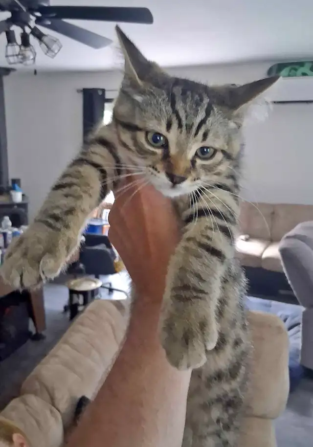 chatons a donner