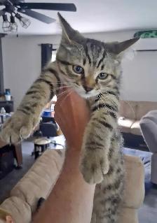 chatons a donner