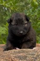 THE ULTIMATE SHEPSKY (TAMASKAN)
