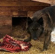THE ULTIMATE SHEPSKY (TAMASKAN) - Photo 5