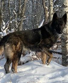 THE ULTIMATE SHEPSKY (TAMASKAN) - Photo 6