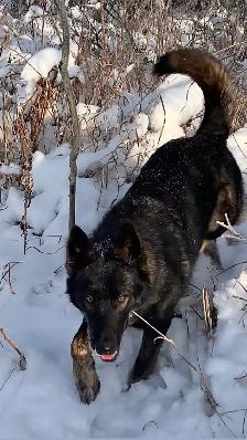 THE ULTIMATE SHEPSKY (TAMASKAN) - Photo 7