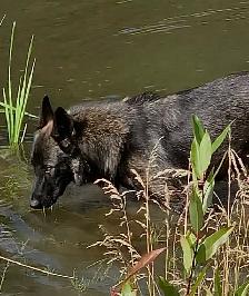 THE ULTIMATE SHEPSKY (TAMASKAN) - Photo 8