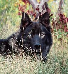 THE ULTIMATE SHEPSKY (TAMASKAN) - Photo 9