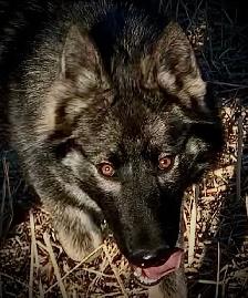 THE ULTIMATE SHEPSKY (TAMASKAN) - Photo 10
