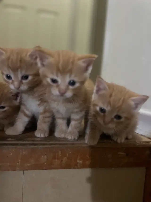 kitten for sale