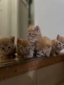 kitten for sale - Photo 2