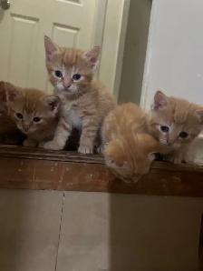 kitten for sale - Photo 3