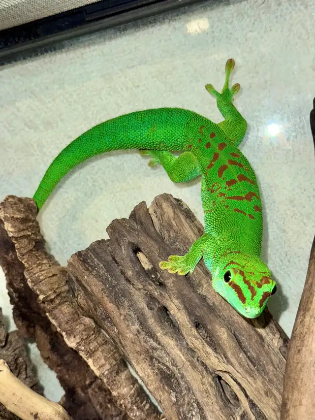 Adult Male Giant Day Geckos!