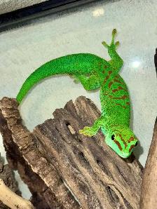 Adult Male Giant Day Geckos!