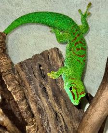 Adult Male Giant Day Geckos! - Photo 2