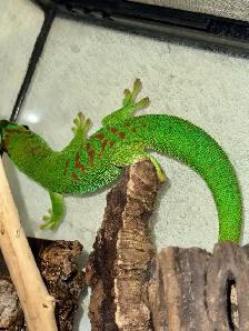 Adult Male Giant Day Geckos! - Photo 3