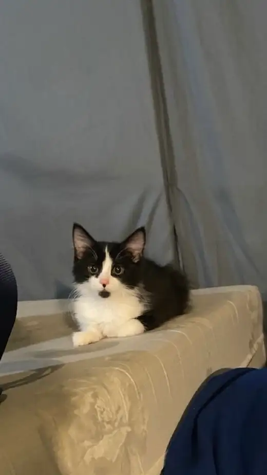 kitten looking for a new home! Seeking with supplies!