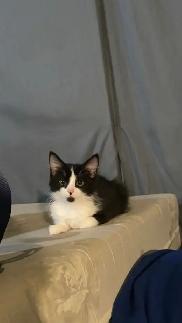 kitten looking for a new home! Seeking with supplies!