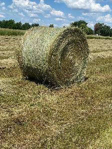Hay for Sale