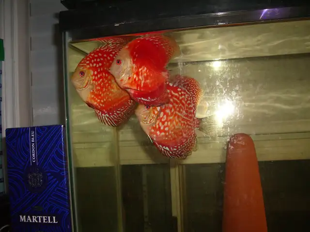 FOR SALE 3 BEAUTIFUL RED DISCUS FISH 5 TO 6 INCH $240