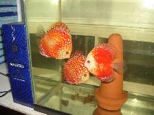 FOR SALE 3 BEAUTIFUL RED DISCUS FISH 5 TO 6 INCH $240 - Photo 3