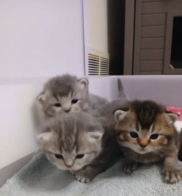 Absolutely Adorable Purebred Scottish Fold Kittens