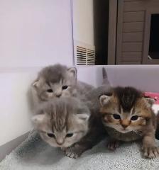 Absolutely Adorable Purebred Scottish Fold Kittens