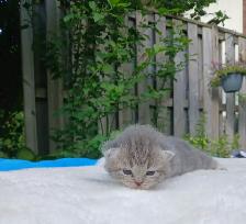 Absolutely Adorable Purebred Scottish Fold Kittens - Photo 2
