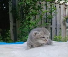 Absolutely Adorable Purebred Scottish Fold Kittens - Photo 3
