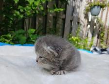 Absolutely Adorable Purebred Scottish Fold Kittens - Photo 4