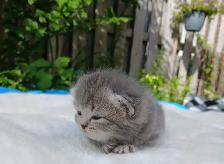 Absolutely Adorable Purebred Scottish Fold Kittens - Photo 5
