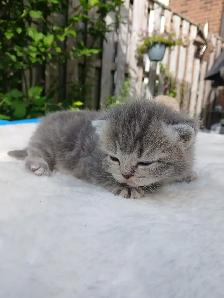 Absolutely Adorable Purebred Scottish Fold Kittens - Photo 6