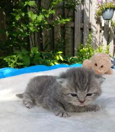 Absolutely Adorable Purebred Scottish Fold Kittens - Photo 7