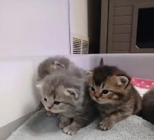 Absolutely Adorable Purebred Scottish Fold Kittens - Photo 8