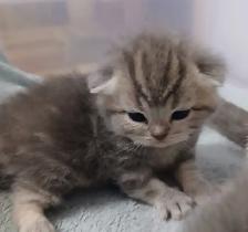Absolutely Adorable Purebred Scottish Fold Kittens - Photo 10