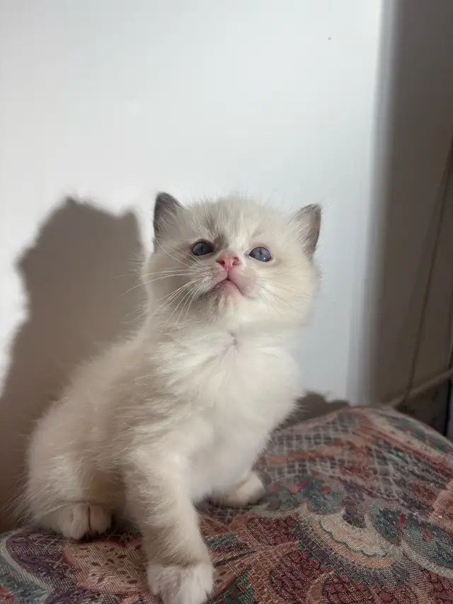 Ragdoll Kitten Boy Available! (Mississauga)