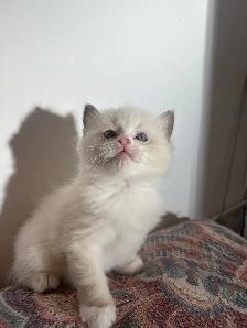 Ragdoll Kitten Boy Available! (Mississauga)