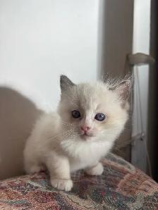 Ragdoll Kitten Boy Available! (Mississauga) - Photo 2