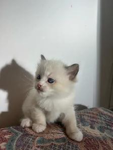 Ragdoll Kitten Boy Available! (Mississauga) - Photo 3