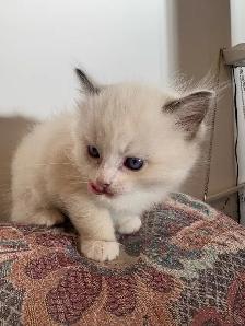 Ragdoll Kitten Boy Available! (Mississauga) - Photo 4