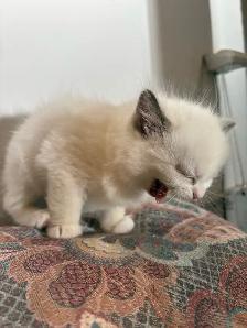 Ragdoll Kitten Boy Available! (Mississauga) - Photo 5