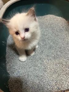 Ragdoll Kitten Boy Available! (Mississauga) - Photo 7
