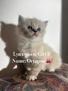 Ragdoll Kittens Available (Missisauga) - Photo 2