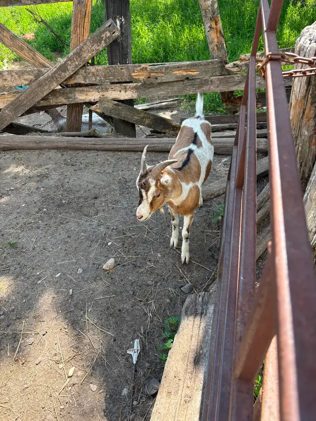 Young Wether goat.