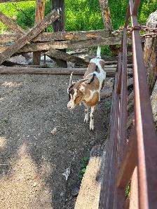 Young Wether goat.