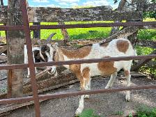 Young Wether goat. - Photo 2